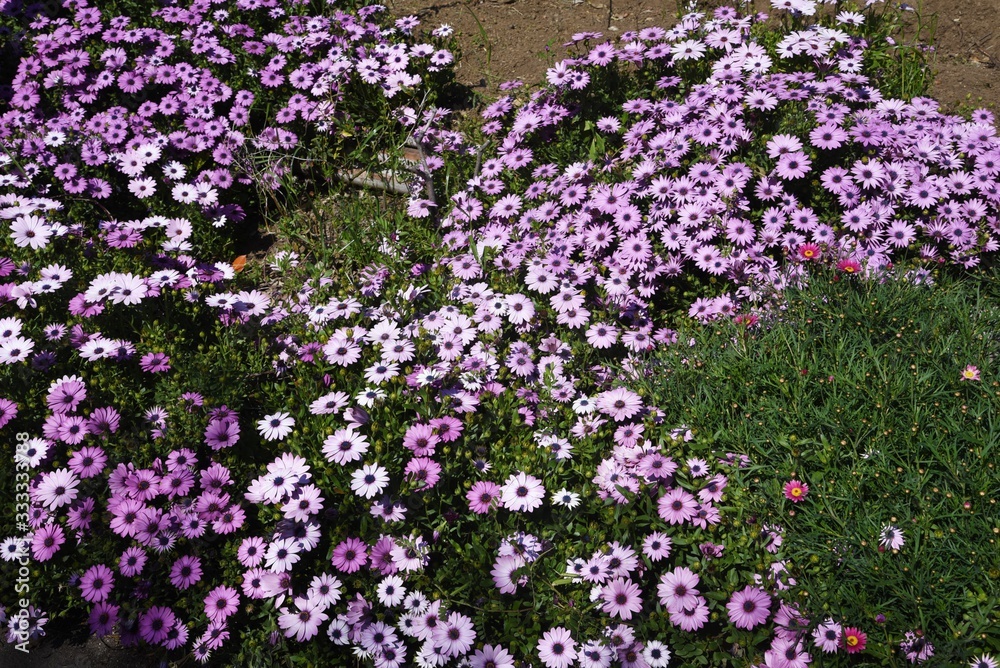 Obraz premium Osteospermum (African daisy) / Asteraceae flowers.