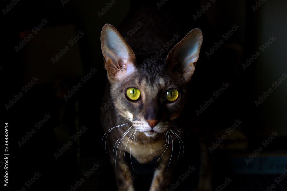 Cornish Rex with green eyes on black background Cornish Rex with green eyes on black background