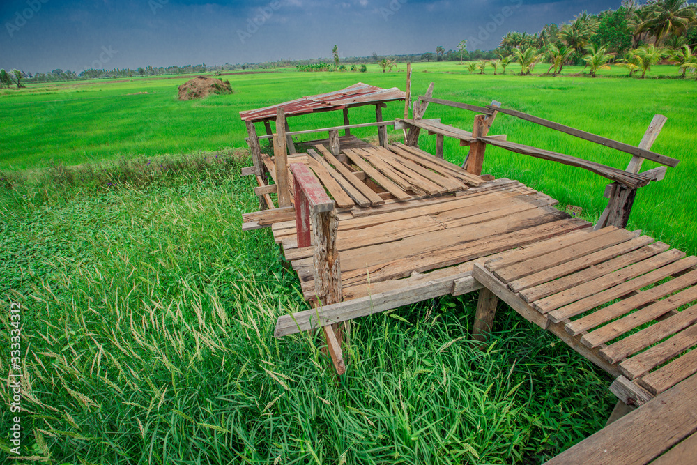 A close up view of a green rice field And surrounded by various species of trees, seen in scenic spots or rural tourist routes, beautiful ecological systems