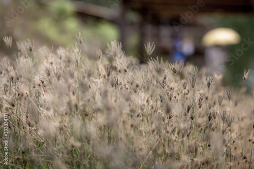 The abstract background of colorful flowers that grow naturally on the roadside or rice fields, are beautiful along the lines, seen at viewpoints or various tourist attractions. © bangprik