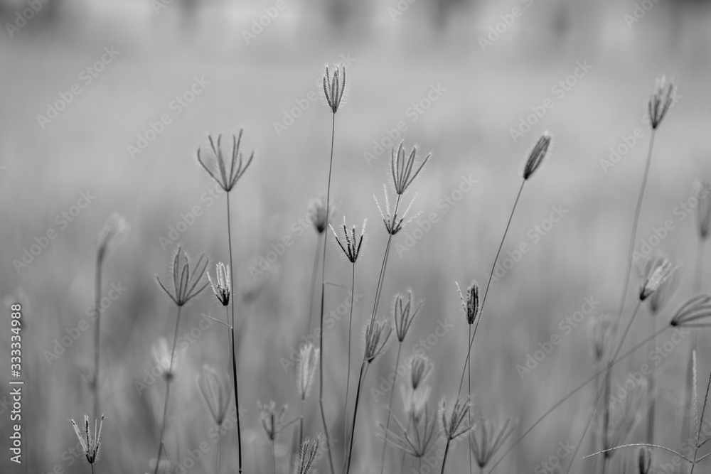 Fototapeta premium The abstract background of colorful flowers that grow naturally on the roadside or rice fields, are beautiful along the lines, seen at viewpoints or various tourist attractions.