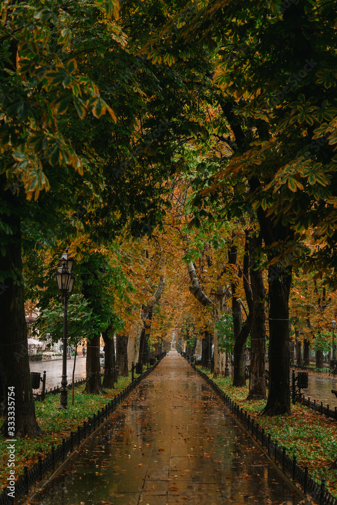 beautiful street in autumn rainy park in Odessa