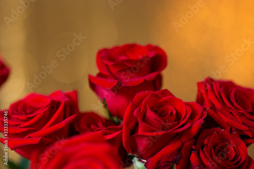 red rose on background