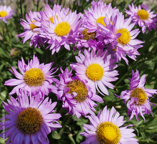 A beautiful grouping of mountain purple daisies growing in the high elevations of Montana s rocky mountains.