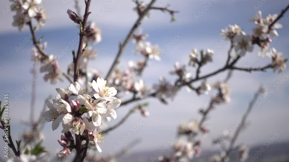 Moving shot of blooming flowers in a cloudy spring day in a village Moving shot of blooming flowers in a cloudy spring day in a village
