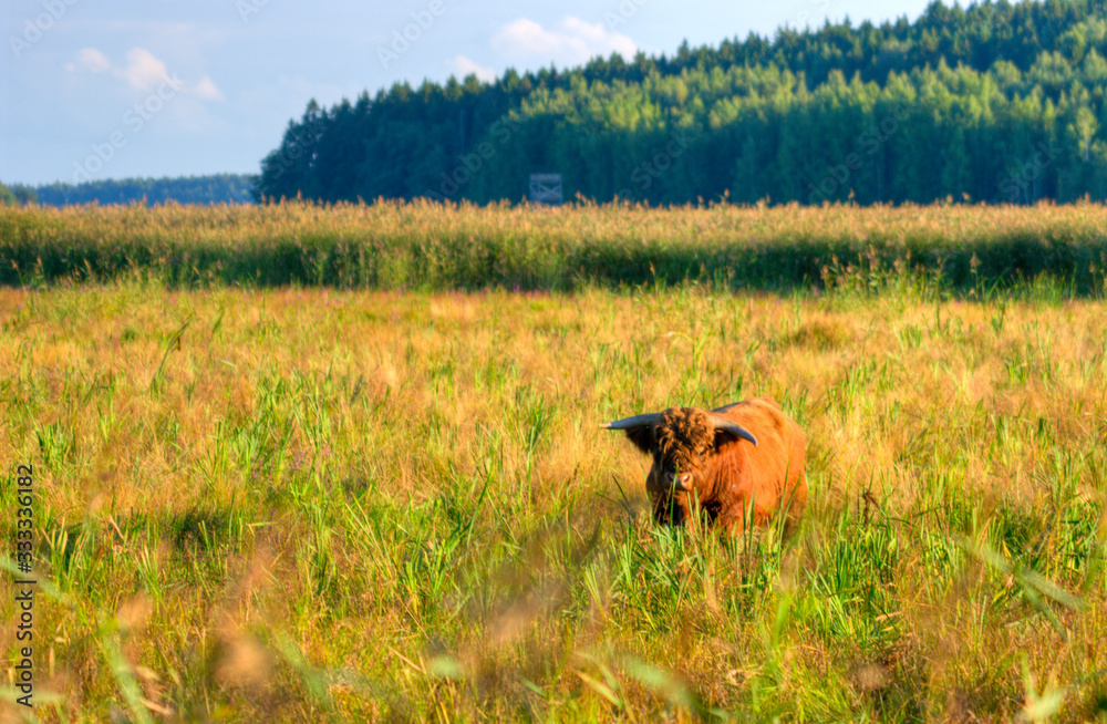 cows in field cows in field