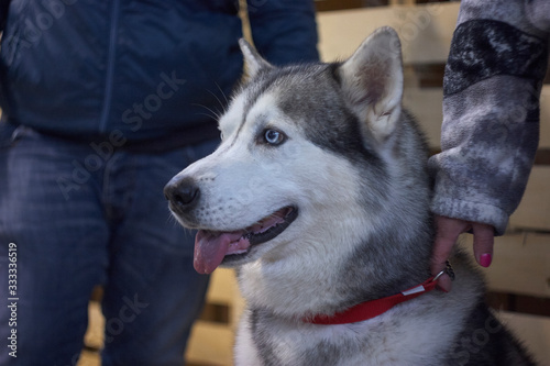 Aski dog on a leash 3 photo