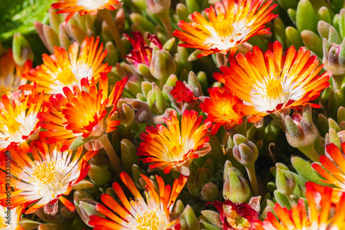 Lampranthus with its orange blossoms open photo