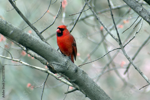 A male cardinal sitting on a tree branch. © Amanda