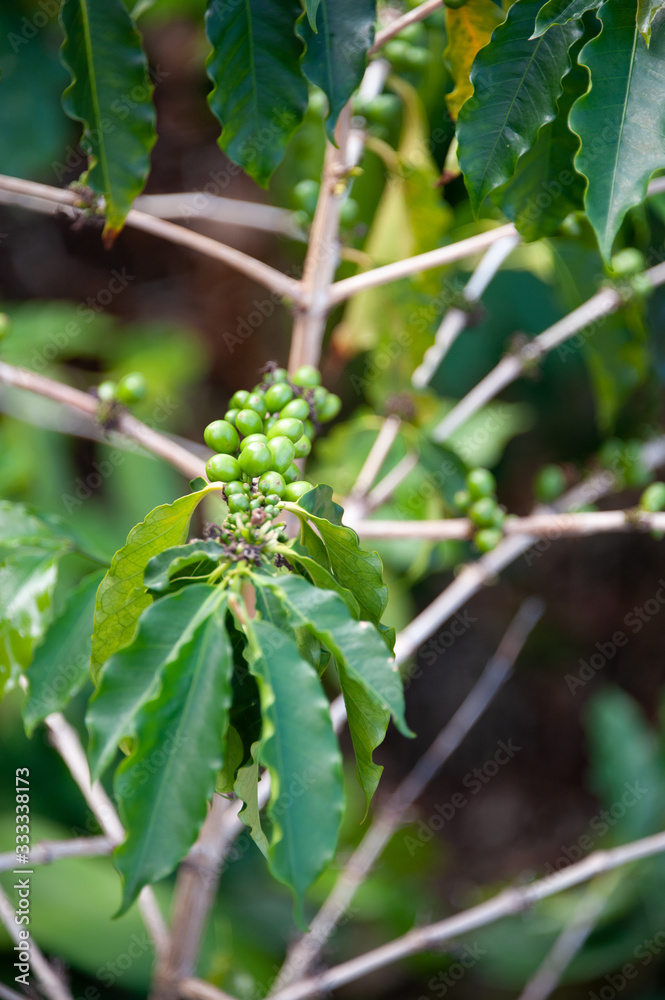 Unripe Green Coffee Cherries Unripe Green Coffee Cherries