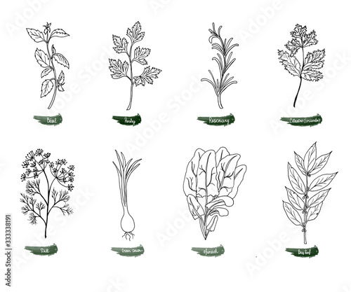 A set of delicious spicy herbs for food. Vector illustration is drawn by hand. Doodle style.
