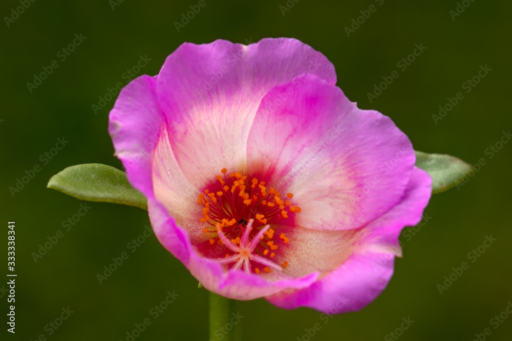 A beautiful nine o'clock flower with a green background