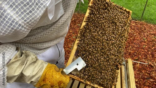 Backyard beekeeper inspects a honey frame covered with bees and uncapped cells, holding a hive tool. photo