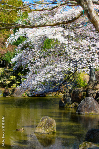 奈良公園 桜