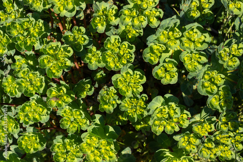 Euphorbia helioscopia (sun spurge) bloom. Natural floral background. Plant used in pharmaceutical industry.