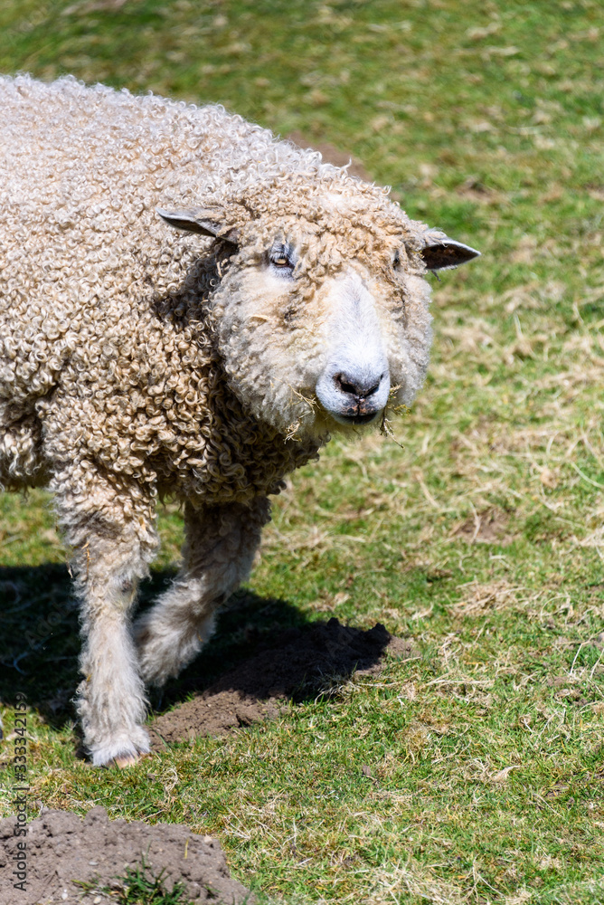 Shaggy white sheep with a mouth full of grass walking in a pasture Shaggy white sheep with a mouth full of grass walking in a pasture