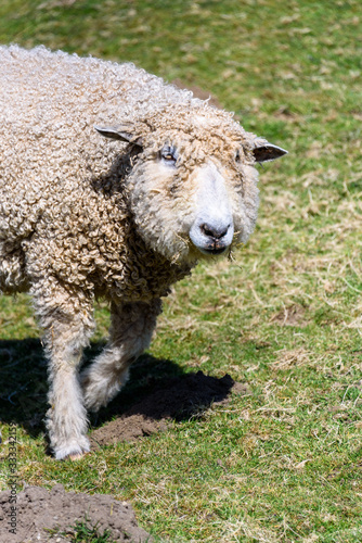 Shaggy white sheep with a mouth full of grass walking in a pasture