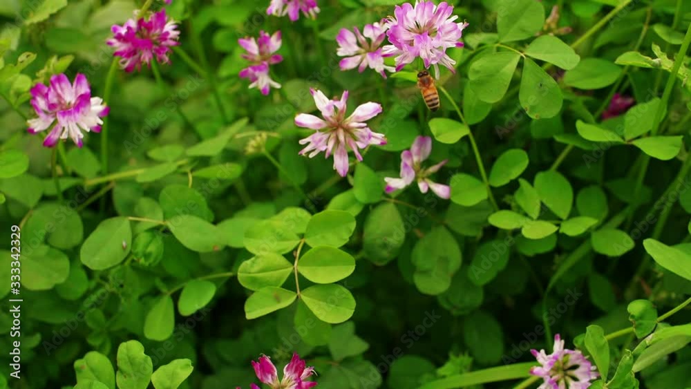 Top view of honey bees flying in spring blooming flower meadow field