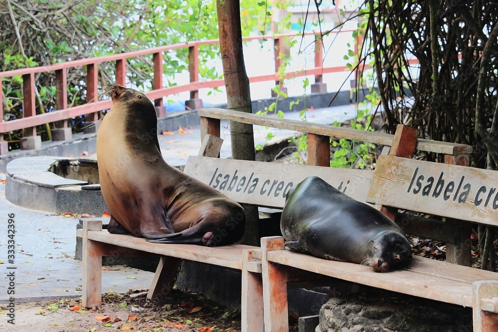 Fototapeta premium sealions Isabela