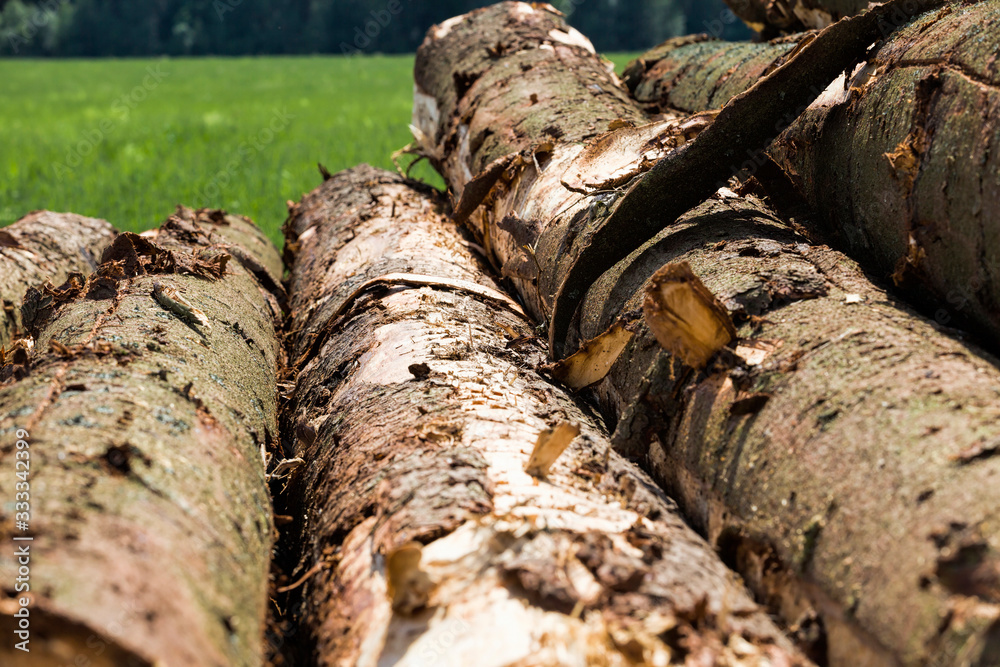 logging pine logs logging pine logs