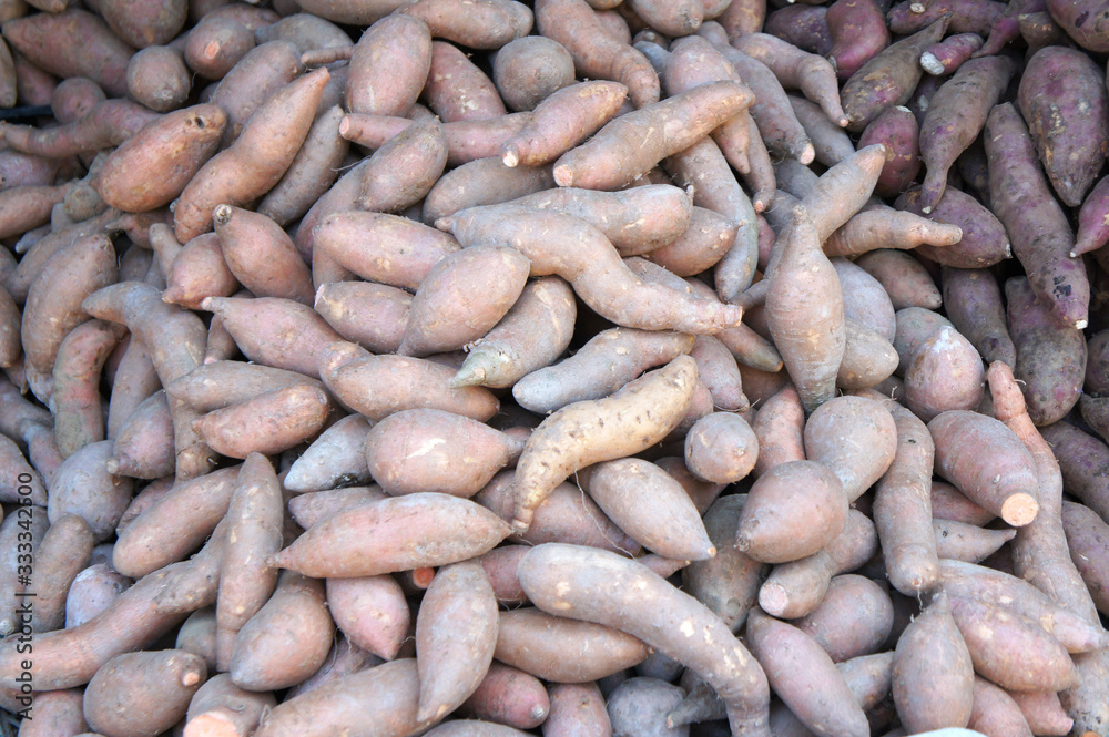 Sweet potatoes piled for sale. Also known as Ipomoea batatas as its scientific name. Always used by Asian people as ingredient in their cook and traditional cakes. Sweet potatoes piled for sale. Also known as Ipomoea batatas as its scientific name. Always used by Asian people as ingredient in their cook and traditional cakes.