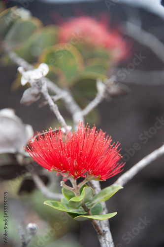 Ohia-Lehua flower, Hawaii's endemic plants, red