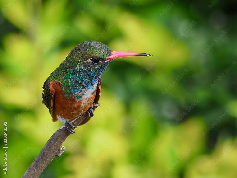 Fototapeta premium Views of the Amazilia hummingbird on a branch