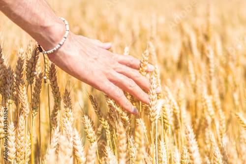 male hand with wheat spikelets. ripe wheat in the field.