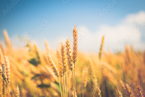 spikelets of wheat close-up. ripe wheat against the blue sky
