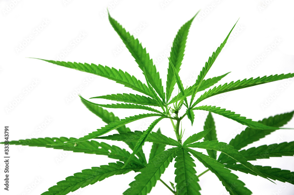 Treetop and fresh green leaves of marijuana tree on white background Treetop and fresh green leaves of marijuana tree on white background