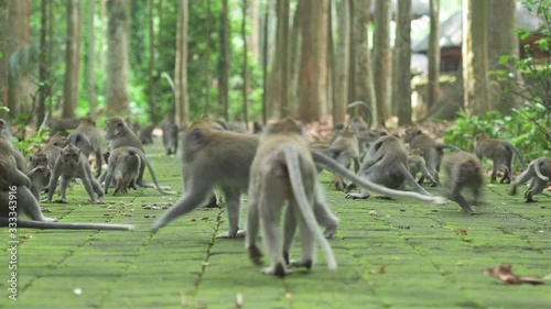 Some long-tailed macaques are walking on a footpath in the Ubud Monkey Forest. The Ubud Monkey Forest is the sanctuary and natural habitat of the Balinese long-tailed Monkey. Ubud, Bali, Indonesia.