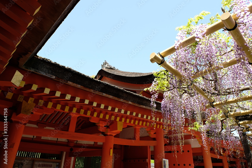 春日大社の藤棚で美しい藤の花が咲く風景（日本の奈良の春の風景）
