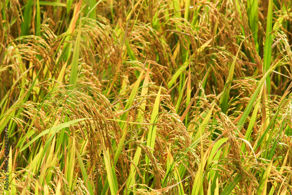 Rice grains obtained from the cultivation of organic rice in Asia. Rice grains obtained from the cultivation of organic rice in Asia.