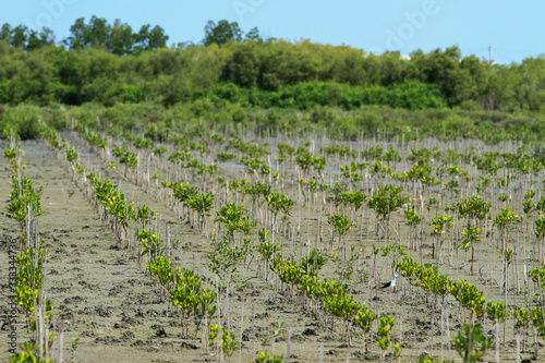 Mangrove seedlings (Rhizophora apiculata)​ In planting mangrove forests.
