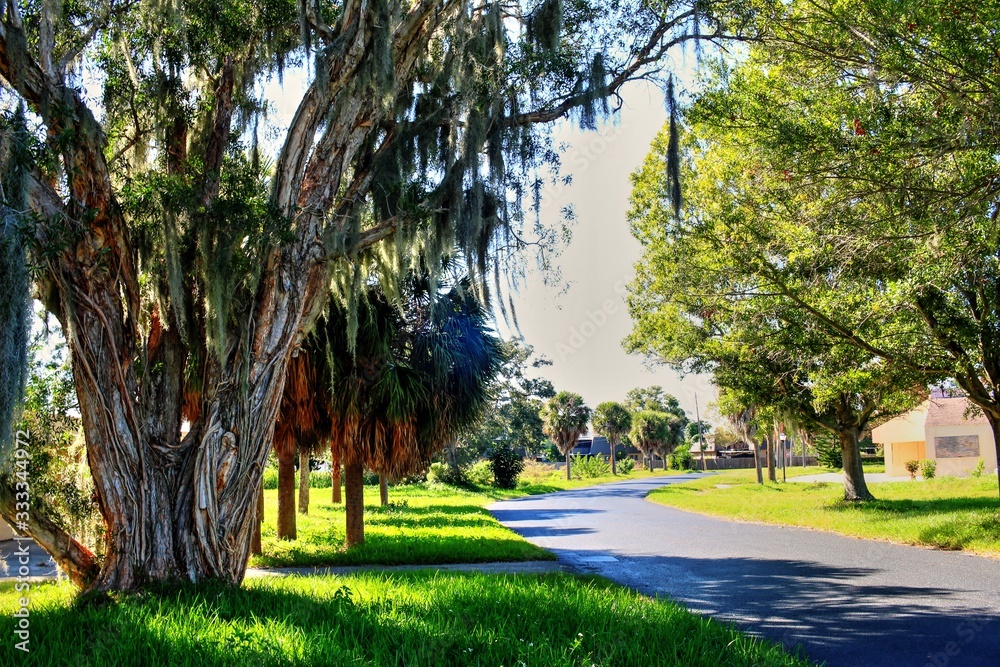 Obraz premium Overgrown landscapes in Florida state