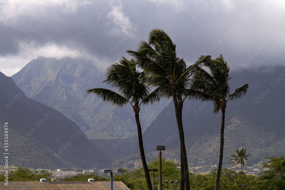 Three palm trees in Hawaii