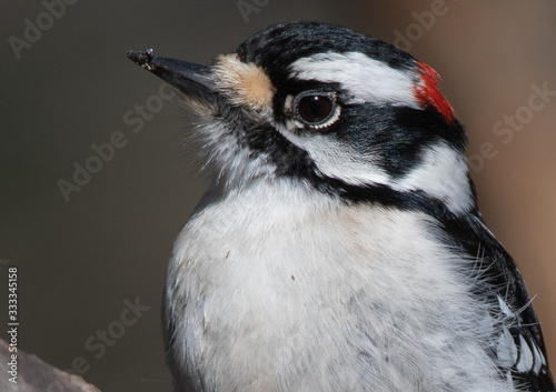 Male downy woodpecker close up 