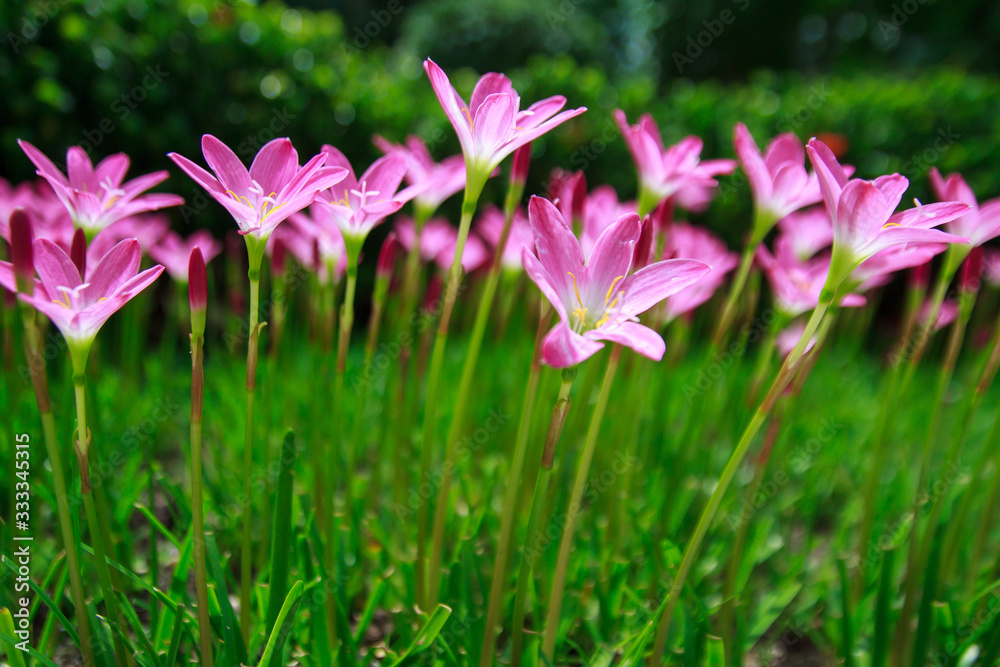 Pink flower. Rain Lily. Zephyranthes rosea.