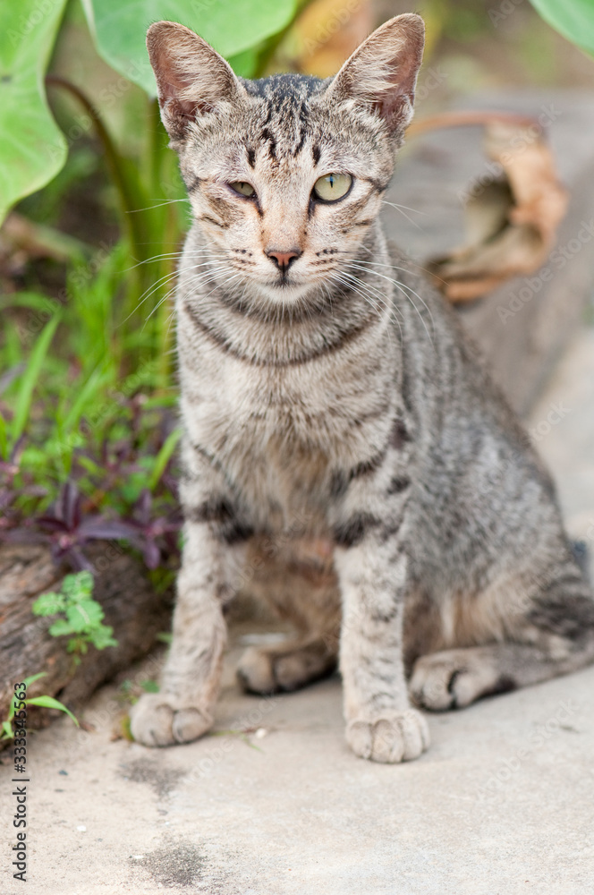 Stray cat with deformed right eye