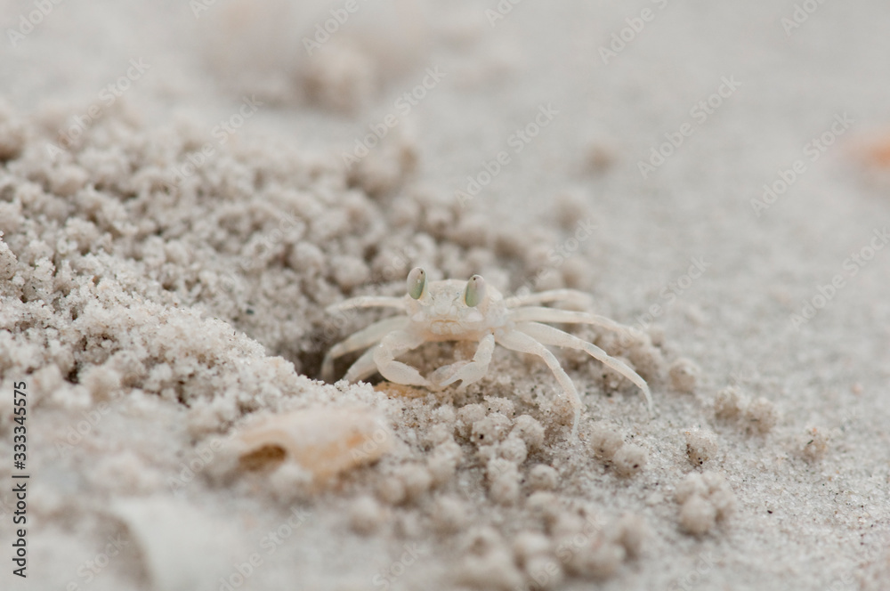Small crab on the beach at Langkawi, Malaysia Small crab on the beach at Langkawi, Malaysia