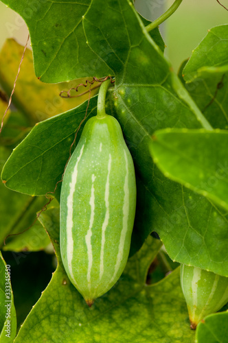 Close-up of Ivy Gourd Fruit