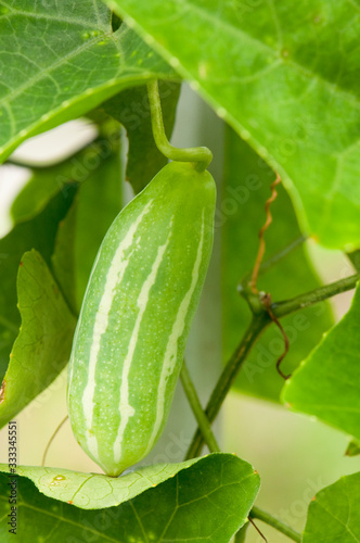Close-up of Ivy Gourd Fruit