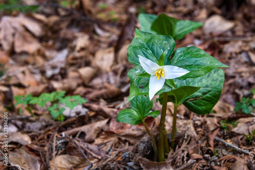 Native northwest trilliums growing in the woods, white spring flowers