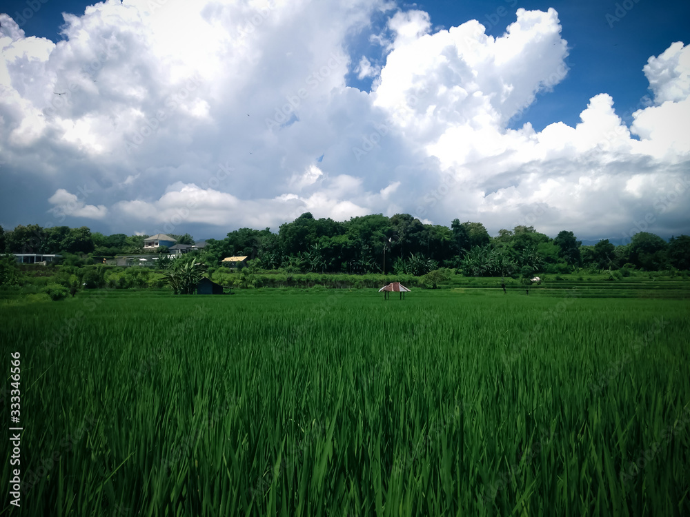 Fototapeta premium Green Fertile Tropical Farming Land Of The Rice Fields On A Sunny Cloudy Day At The Village, Umeanyar, North Bali, Indonesia