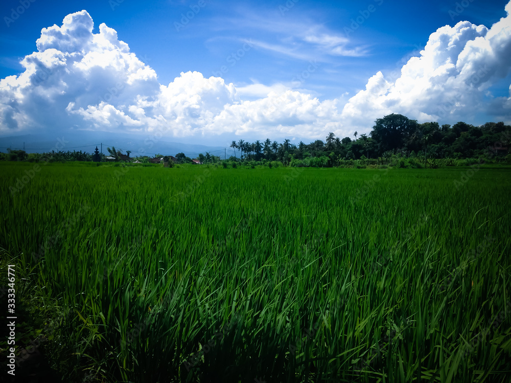 Peaceful Green Landscape View Of The Rice Fields At The Village On A Sunny Day, Umeanyar, North Bali, Indonesia
