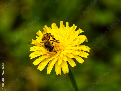 Macro photograph of bee pollinating flower