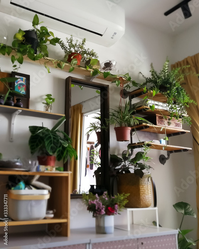 Green houseplants in the house. Greenery plant shelfie concept.