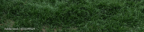 panoramic green hair grass leaves, view from the top