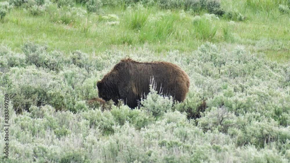 Grizzly Bear & Cubs Grizzly Bear & Cubs