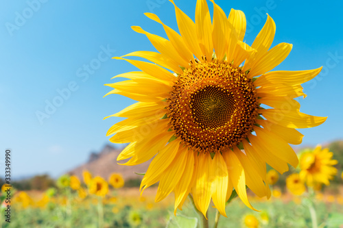 Beautiful sunflower on blue sky background.